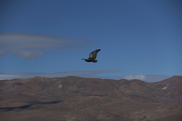 Ministerio del Medio Ambiente libera águilas en el Día Internacional de las Aves