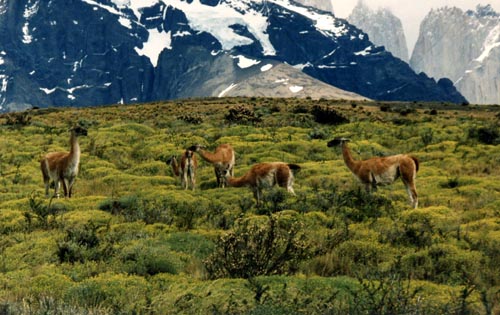 Ministro de Agricultura plantea dar valor económico al guanaco en Tierra del Fuego
