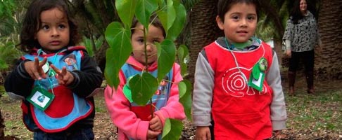 Día del Árbol: Conaf anunció entrega de más de 1,5 millones de árboles en todo Chile