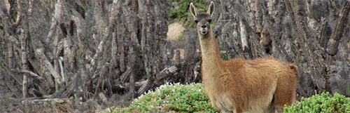 A través del control de perros buscan reducir amenazas asociadas al guanaco en los parques nacionales