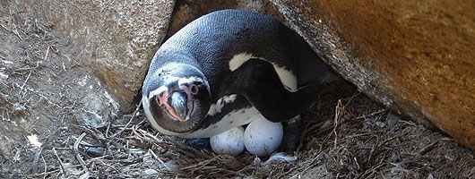 Monitorean reproducción otoñal de pingüinos de Humboldt en Zapallar