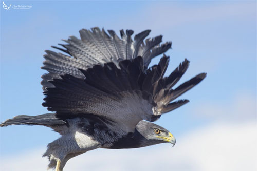 AvesChile invita a la liberación de 2 águilas y 1 aguilucho en cuesta Chacabuco