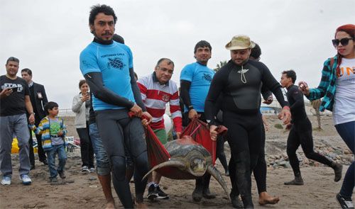 Liberan a tortuga marina “Arica” y anuncian análisis de santuario de la naturaleza para Punta Chinchorro