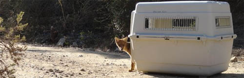Liberan a zorro culpeo hallado con desnutrición en Parque Nacional La Campana