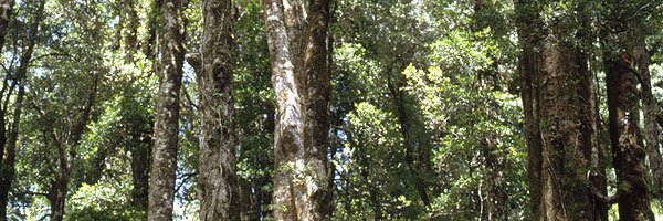 Las temáticas que se abordarán en la convención internacional para la protección de los bosques templados