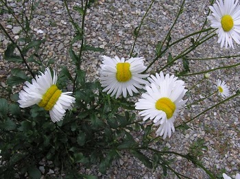 Descubren flores «mutantes» cerca de central nuclear Fukushima
