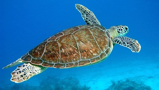 Cambio climático amenaza la población de tortugas marinas