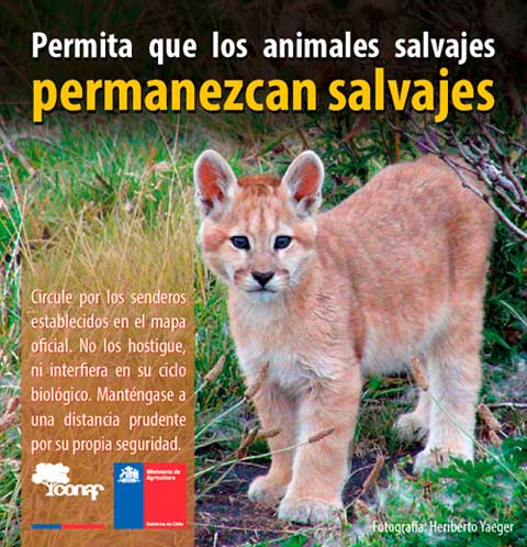 Fotosafaris en la mira: Refuerzan control de actividades que perturban fauna silvestre en Torres del Paine