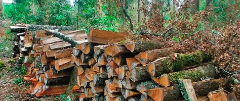 Moción propone sancionar la tala ilegal de especies nativas con penas privativas de libertad