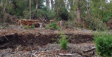 Denuncian ante tribunales la corta no autorizada de más de 100 hectáreas de bosque nativo en Puyehue
