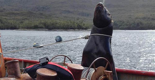 Muerte de lobo marino viralizada en redes sociales: presentan denuncia por maltrato animal y matanza de especie protegida