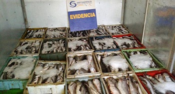 Sector industrial por considerable aumento de pesca ilegal: «Merluza común podría desaparecer en un par de años»