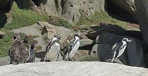 Chile avanza en la elaboración de un plan de conservación del pingüino de Humboldt