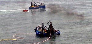 Comenzó veda para la sardina común y anchoveta entre las regiones de Valparaíso y Biobío