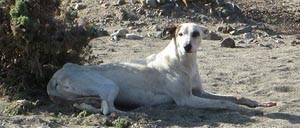 Definen normativa que regula presencia de perros en parques nacionales de Atacama