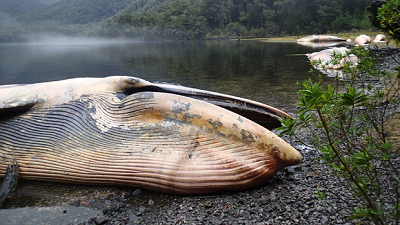 Informe de científicos descarta intervención humana en muerte de ballenas sei en Aisén