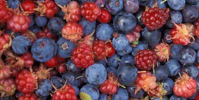 Acuerdo busca impulsar la eficiencia hídrica en la producción de berries en Los Ríos
