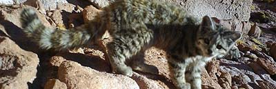Realizan el primer registro fotográfico de gato andino en Reserva Nacional Los Flamencos