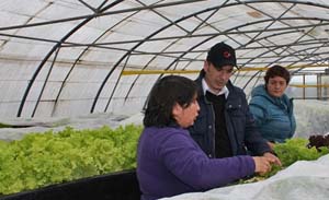 Alianza público privada busca potenciar producción limpia de hortalizas en Aisén