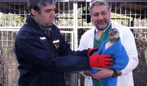 En avión envían pingüino rehabilitado desde Concepción a La Serena