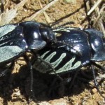 Gyriosomus 2
