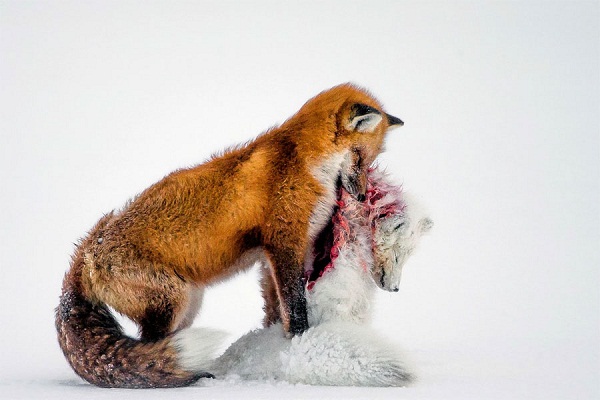 Foto ganadora de Vida Salvaje 2015: "Cuento de dos zorros"