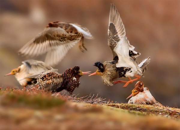 http://www.nhm.ac.uk/visit/wpy/gallery/2015/images/11-14-years-old/5010/ruffs-on-display.html