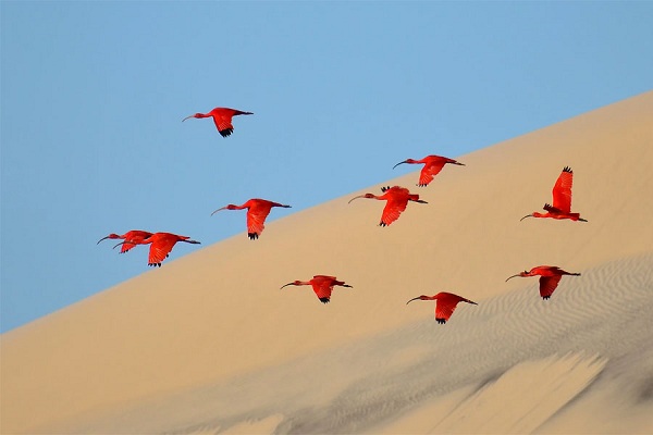 "El vuelo del ibis escarlata"
