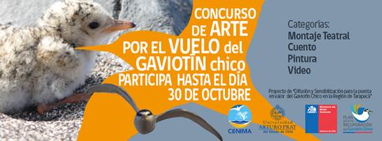 Abren convocatoria para concurso de arte por la protección del gaviotín chico en Tarapacá