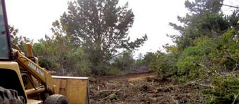 Conaf denuncia tala ilegal de bosque nativo para construcción en Laguna Verde