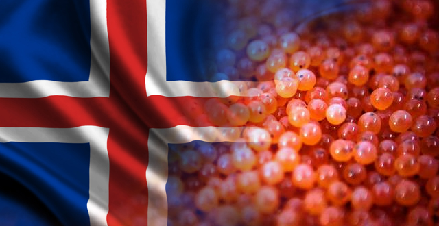Chile suspendió importación de ovas del salmón del Atlántico desde Islandia