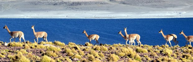 Guardapaques realizan segunda campaña del año para conocer estado poblacional de la vicuña