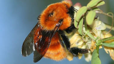 Piden al Ministerio del Medio Ambiente que proteja al abejorro chileno