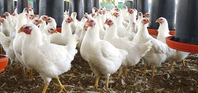 Formulan cargos en contra de Avícola Andina por incumplimientos ambientales en plantel de aves en Leyda