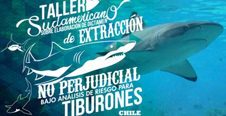 Realizan taller para proponer regulaciones a pesca de tiburones en Chile y Sudamérica