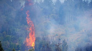 Alerta roja por incendio forestal en ruta Las Palmas en la V Región