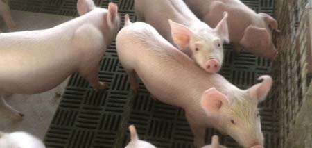 SMA amplía sanciones en contra de empresa productora de cerdos de Angostura por malos olores