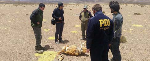 Interponen querella ante hallazgo de vicuña muerta en Región de Tarapacá