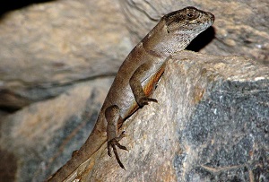 Más de 30 especies de reptiles de Chile están bajo amenaza