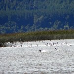 Santuario de la Naturaleza Carlos Anwandter