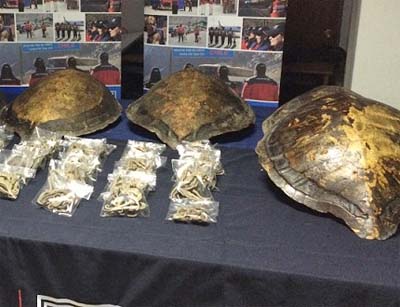 Aduanas donó tortugas marinas y caballitos de mar incautados para educación y difusión