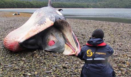 En marzo se conocerán resultados de laboratorio por muerte masiva de cetáceos en Golfo de Penas