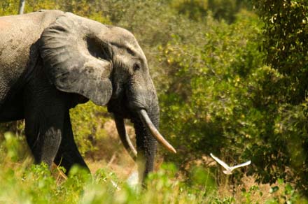 Día Mundial de la Vida Silvestre:  ONU pide acciones para proteger a las especies emblemáticas