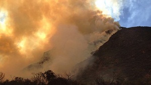 Incendio forestal en San Felipe alcanza reserva de los cipreses más viejos del país