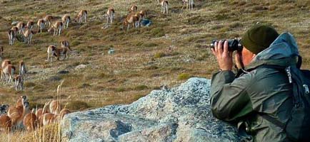 Realizan censo de guanacos en Parque Nacional Torres del Paine