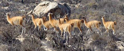 Conaf realiza el censo estival de guanacos en tres parques nacionales de Atacama