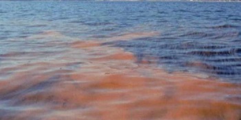 A 6 mil microgramos de toxina se elevan los niveles de marea roja en Chiloé
