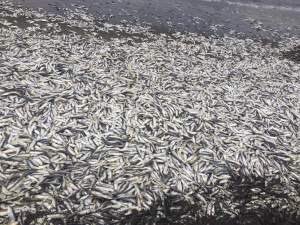 Varazón de 300 toneladas de sardinas sorprende en La Araucanía