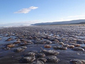 Armada confirmó varazón de medusas en playas de Cucao en Chiloé