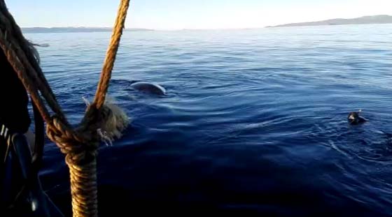 Armada rescató a ballena atrapada en redes de pesca en Magallanes